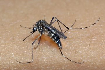 Cidade de SP amplia vacinação contra dengue para todos os postos de saúde a partir de quinta