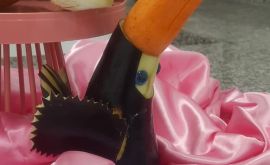 Formatura: Curso de Esculturas em Frutas e Legumes