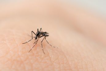 Cidade de São Paulo bateu recorde de dengue em 2024; sorotipo 3 é preocupação de 2025