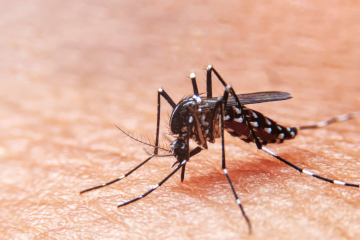 Prefeitura de SP deve começar a vacinar contra a dengue nesta quinta